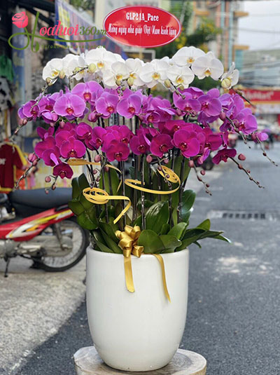 Chậu lan hồ điệp trắng tím - Như ý cát tường