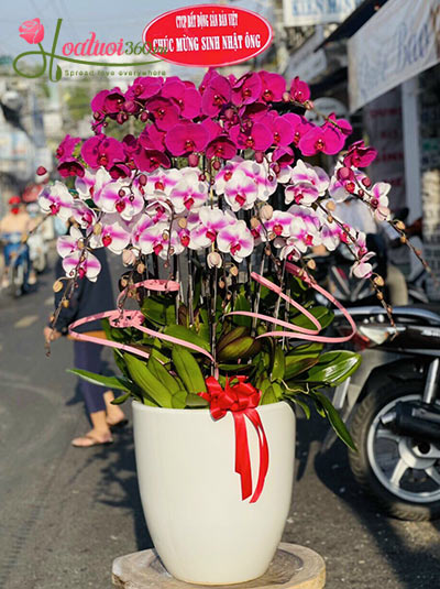 Chậu lan hồ điệp trắng tím - Điều mới lạ