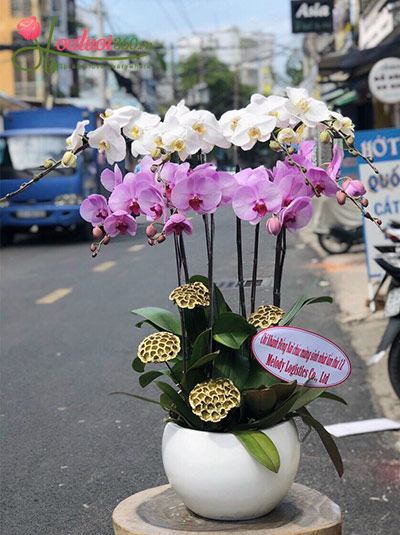 Chậu lan hồ điệp trắng tím - Đắc lộc