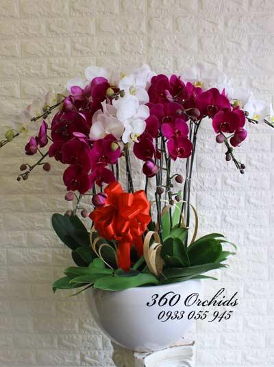 Chậu lan hồ điệp trắng tím kết hợp - Sum vầy