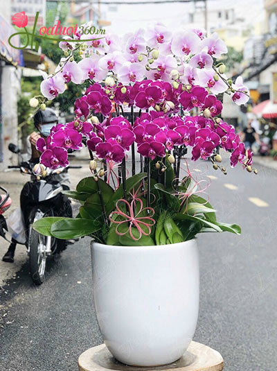 Chậu lan hồ điệp trắng tím mới lạ