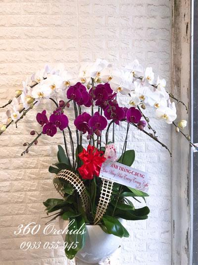 Chậu lan hồ điệp trắng tím - Phú Quý