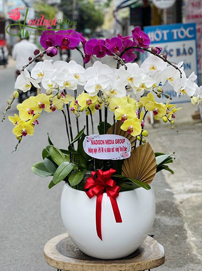 Chậu lan hồ điệp trắng tím vàng kết hợp đủ đầy