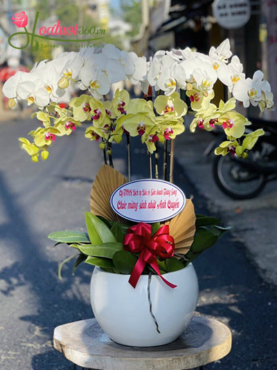 Chậu lan hồ điệp trắng vàng - May mắn bình an