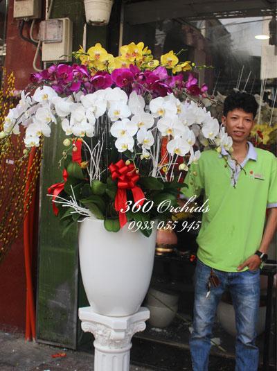 Chậu lan hồ điệp - Vạn sự may mắn