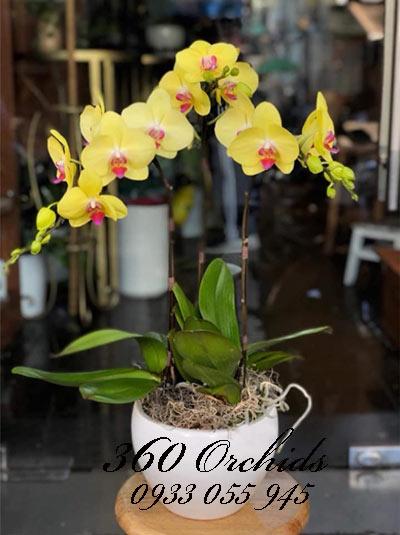 Chậu lan hồ điệp vàng 3 cành - Tỏa sáng