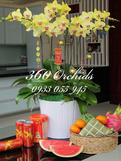 Chậu lan hồ điệp vàng 6 cành chưng tết vui xuân