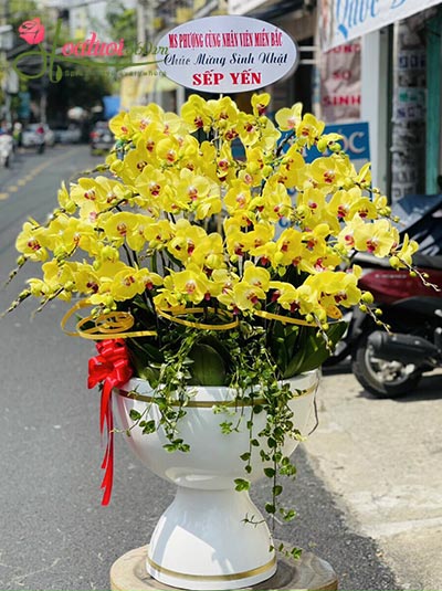 Chậu lan hồ điệp vàng - Ấm áp