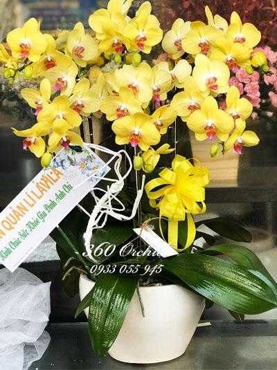 Chậu lan hồ điệp vàng - An khang hạnh phúc