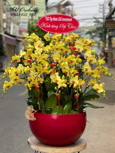 Chậu lan hồ điệp vàng - Đắc lộc