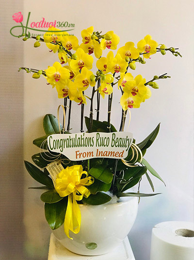 Chậu hoa lan hồ điệp vàng - Đẹp rạng ngời