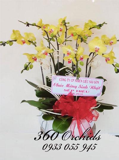 Chậu lan hồ điệp vàng - Giàu sang