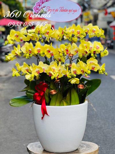 Chậu lan hồ điệp vàng - Khải hoàn