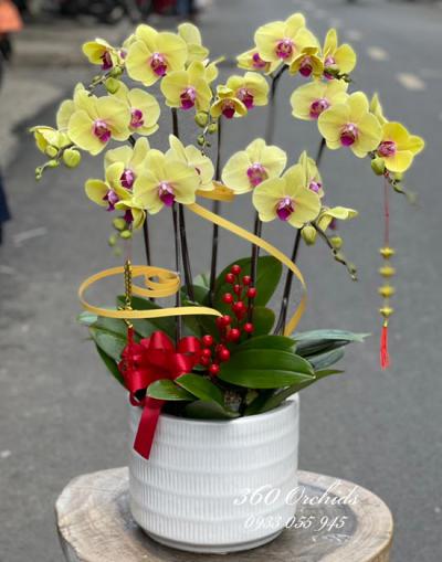 Chậu lan hồ điệp vàng - Khoe sắc xuân
