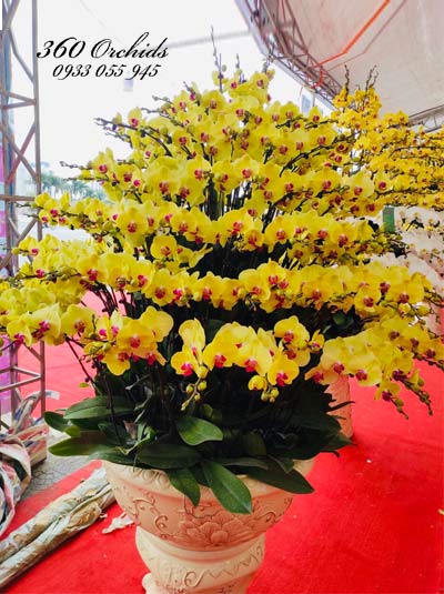 Chậu lan hồ điệp vàng - Khởi đầu