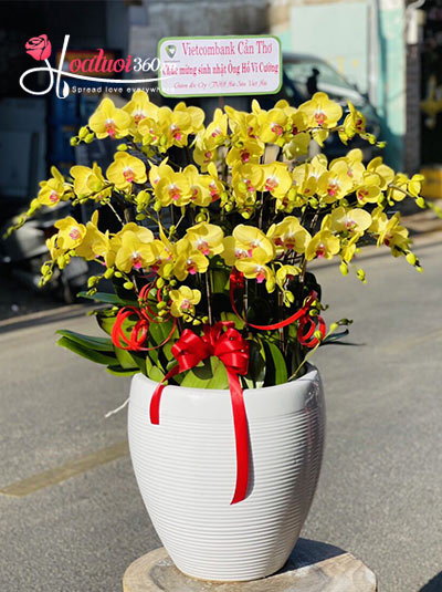 Chậu lan hồ điệp vàng - Mùa hoa nở