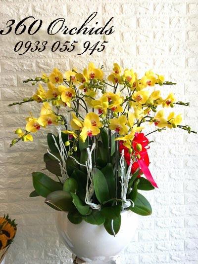 Chậu lan hồ điệp vàng - Ngày tươi mới