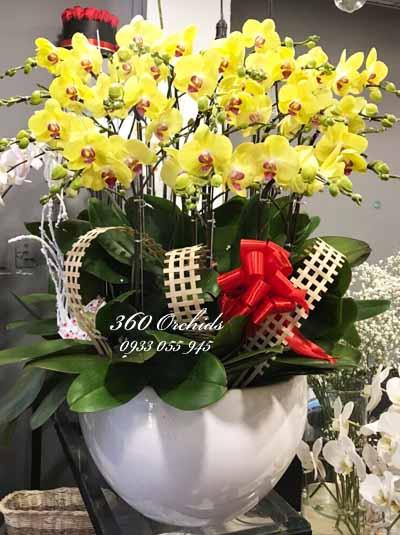 Chậu lan hồ điệp vàng - Niềm vui ngày xuân