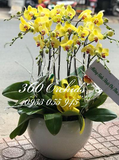 Chậu lan hồ điệp vàng - Phát tài 2