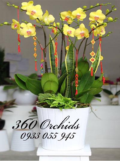 Chậu lan hồ điệp vàng sắc màu