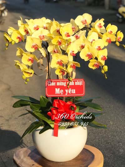 Chậu lan hồ điệp vàng - Sự thịnh vượng