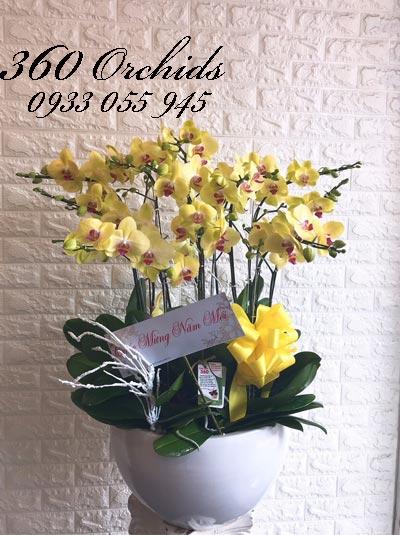 Chậu lan hồ điệp vàng- Thịnh Vượng