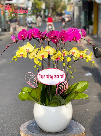 Chậu lan hồ điệp vàng tím - Đón xuân về