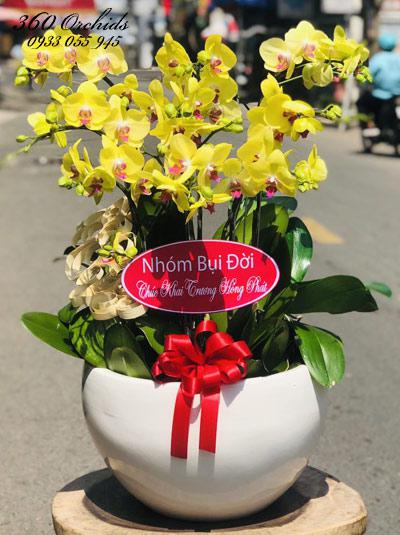 Chậu lan hồ điệp vàng - Vươn mình tỏa sáng