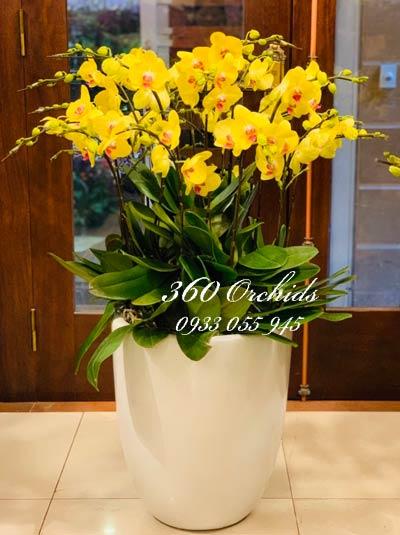 Chậu lan vàng - Đón năm mới