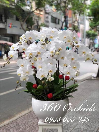 Chậu hoa lan hồ điệp trắng chưng tết nghe xuân về