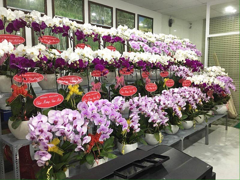 Shop hoa lan hồ điệp giá rẻ 10 Shop hoa lan hồ điệp giá rẻ 10