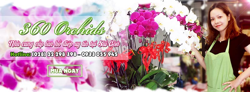 Shop hoa lan hồ điệp giá rẻ 12 Shop hoa lan hồ điệp giá rẻ 12