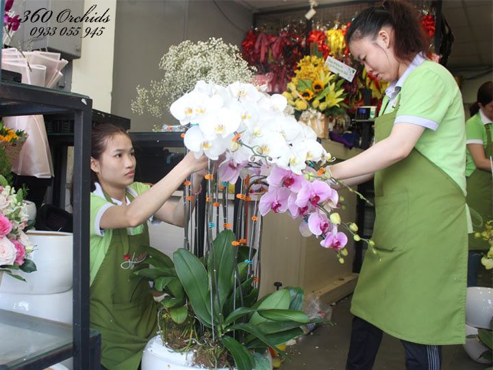 Shop hoa lan hồ điệp giá rẻ 16 Shop hoa lan hồ điệp giá rẻ 16