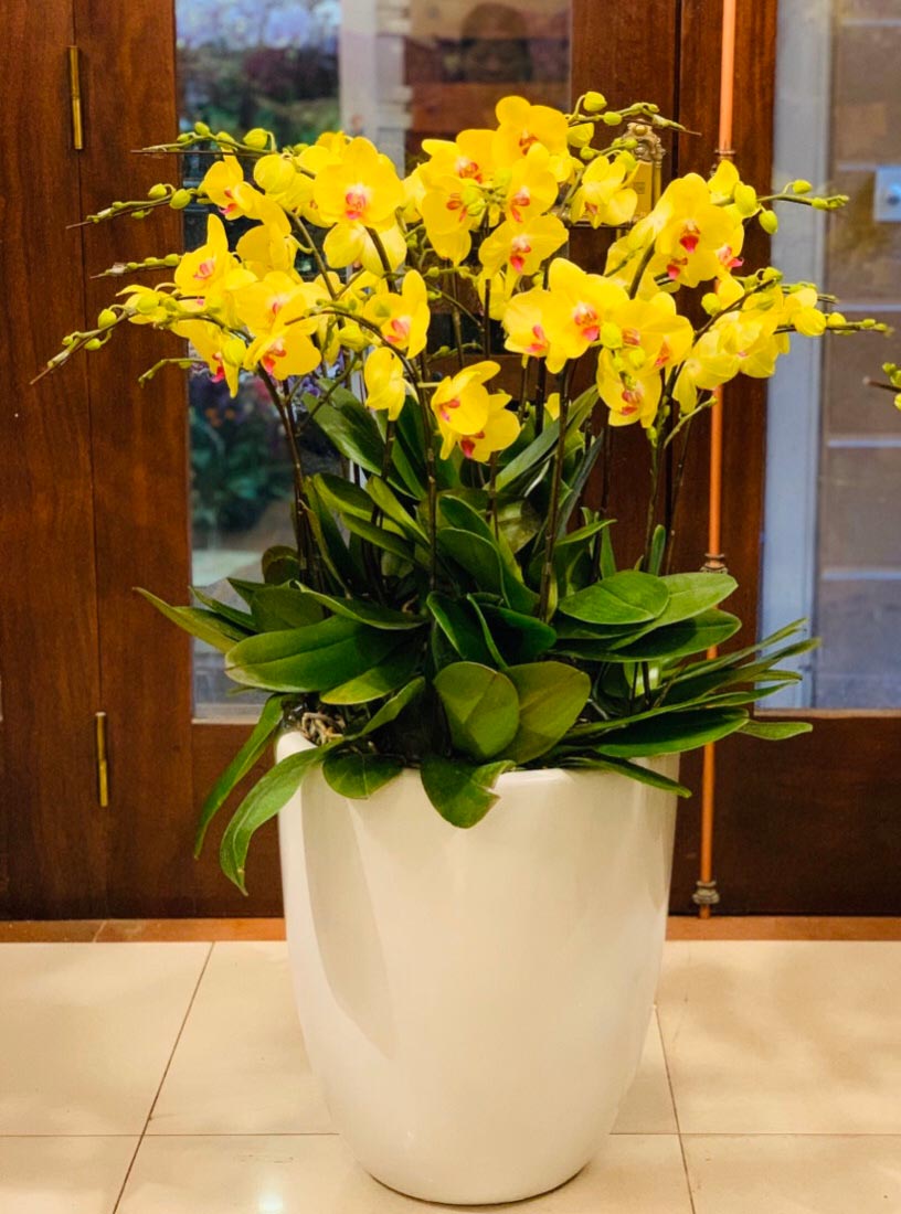 Shop hoa lan hồ điệp giá rẻ 24 Shop hoa lan hồ điệp giá rẻ 24