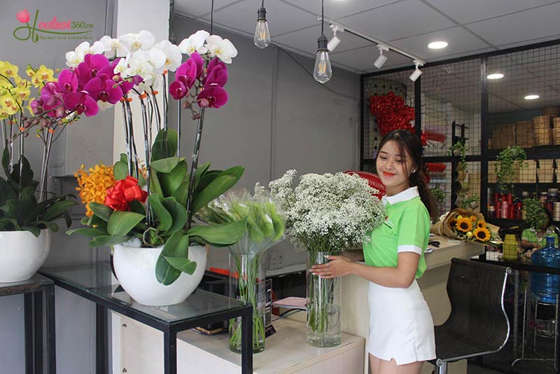 Shop hoa lan hồ điệp giá rẻ 28 Shop hoa lan hồ điệp giá rẻ 28