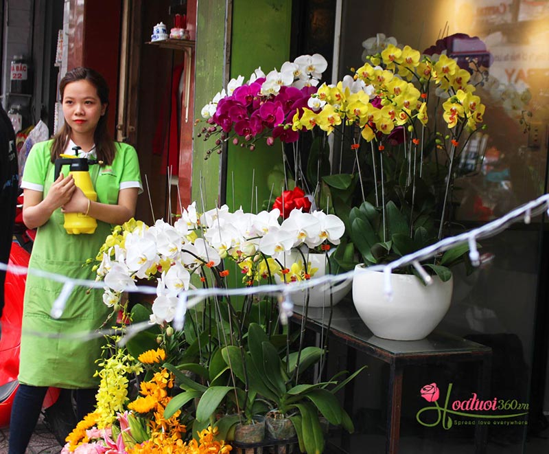 Shop hoa lan hồ điệp giá rẻ 30 Shop hoa lan hồ điệp giá rẻ 30