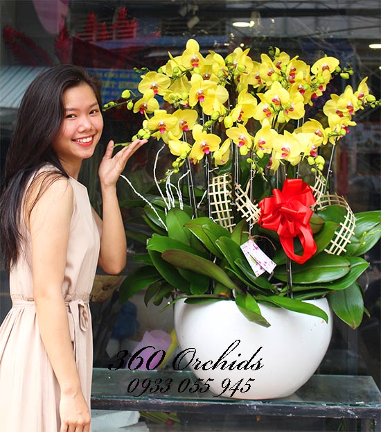 Shop hoa lan hồ điệp giá rẻ 4 Shop hoa lan hồ điệp giá rẻ 4