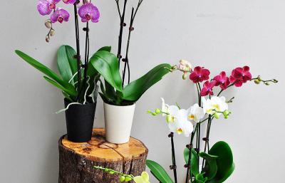 Cách chăm sóc hoa lan bạn đã thực sự biết?