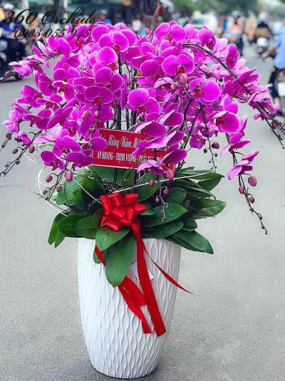 Chậu Chậu lan hồ điệp tím - Chân ái