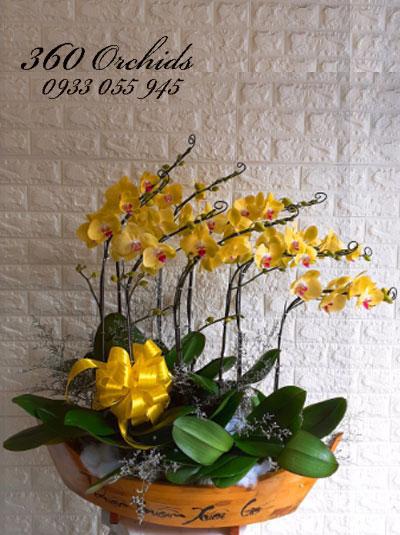 Chậu hồ điệp vàng - Thuận buồm xuôi gió