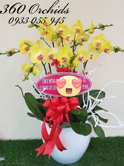 Chậu hoa lan hồ điệp 8 cành vàng chưng tết như ý