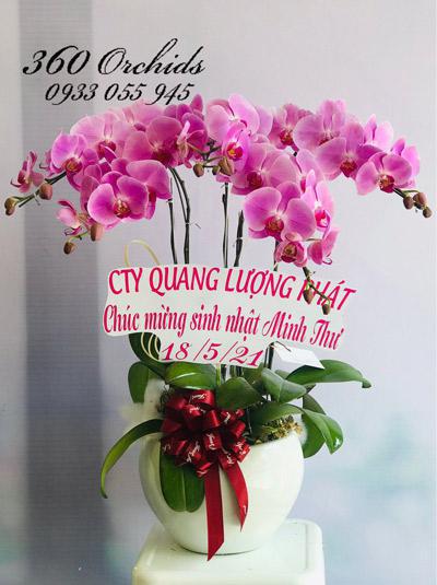 Chậu hoa lan hồ điệp hồng - Bỡ ngỡ