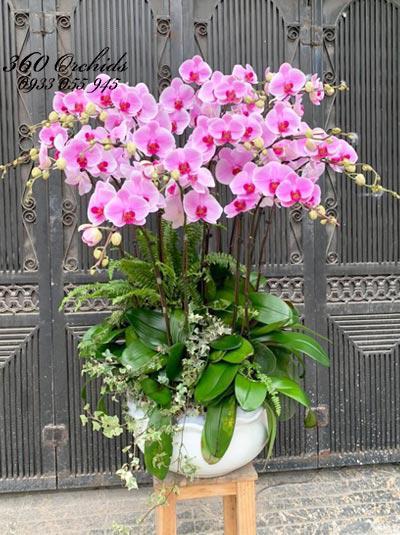 Chậu hoa lan hồ điệp hồng - Nhiệt huyết
