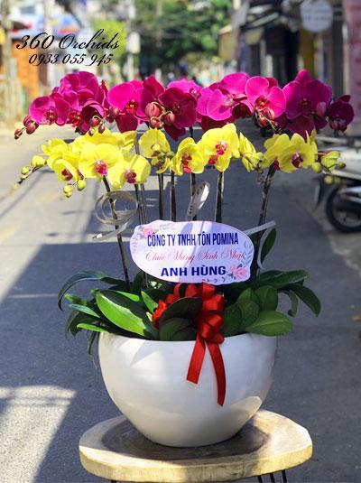 Chậu hoa lan hồ điệp - Thắm thiết