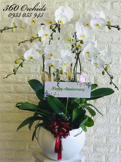 Chậu hoa lan hồ điệp trắng 8 cành - Vì em yêu anh mãi