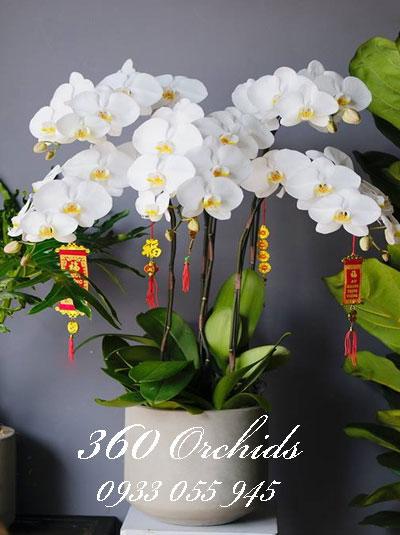Chậu hoa lan hồ điệp trắng chưng tết phú quý