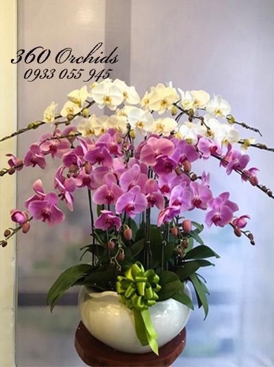 Chậu hoa lan hồ điệp trắng tím - Ngọc Ngà