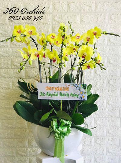 Chậu hoa lan hồ điệp vàng - Cành vàng lá ngọc