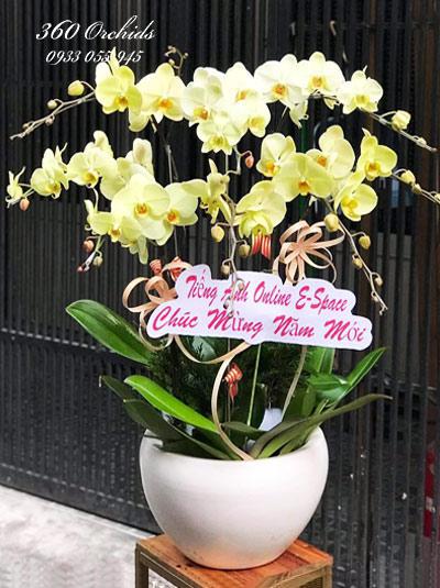 Chậu hoa lan hồ điệp - Vàng mơ