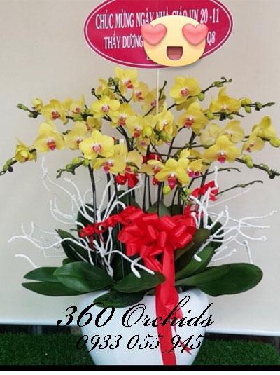 Chậu lan hồ điệp 12 cành vàng - Tươi mới